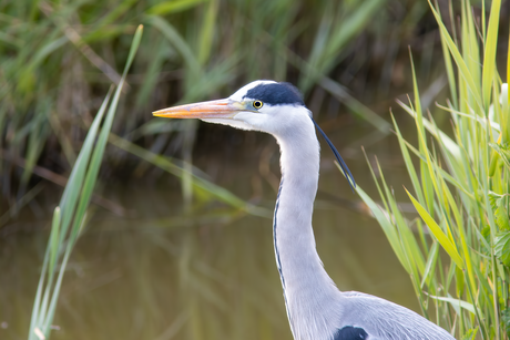 Reiger.