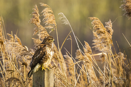 De buizerd (Buteo buteo)