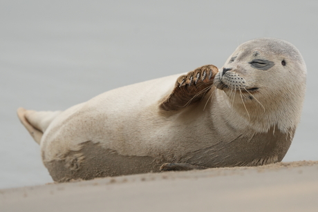 Chillend zeehondje