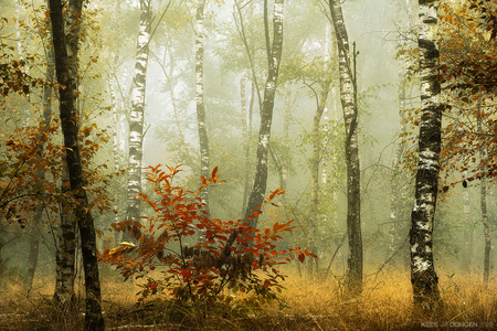 Birch Trees in the Fall III - Nederlands herfstbos - foto door keesvandongen op 20-10-2022 - deze foto bevat: herfst, nederland, bos, fujifilm, x-t4, 18-300mm f/3.5-6.3 diiii-a vc vxd b061x, iso 160, diafragma ƒ/11, sluitertijd 1/15s, brandpuntafstand 108.6mm, plant, mensen in de natuur, natuurlijke omgeving, hout, natuurlijk landschap, takje, boom, oranje, kofferbak, vegetatie