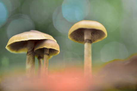 Mag ik bij je schuilen