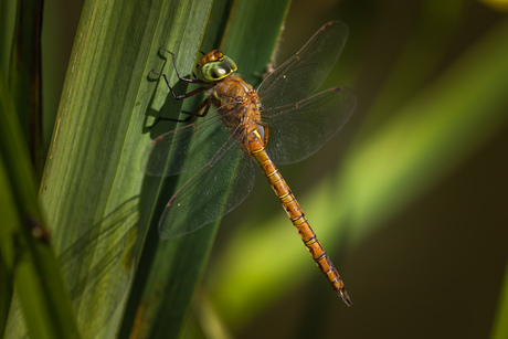 libelle
