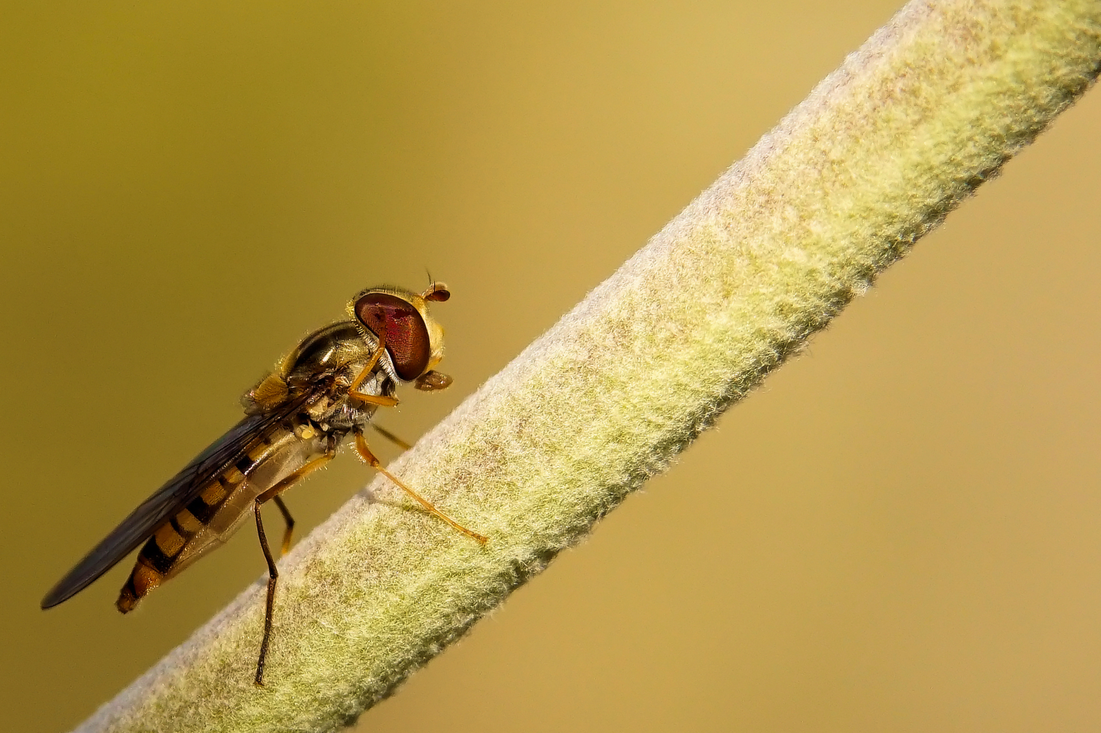 Zweefvlieg  - Alvast bedankt voor jullie reacties.

Gr, Johannes - foto door cowiefotografie op 20-03-2022 - locatie: 9285 Buitenpost, Nederland - deze foto bevat: zweefvlieg, insecten, macro, geel, zwart bruin, nederland, buitenpost, sony, ilca-68, 28-135mm f4-4.5, iso 400, diafragma ƒ/7.1, sluitertijd 1/1000s, brandpuntafstand 135mm, geleedpotige, insect, takje, hout, lijn, plaag, libellen en damsvliegen, parasiet, membraanvleugelinsect, ongewervelden