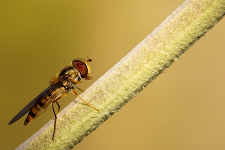 Zweefvlieg  - Alvast bedankt voor jullie reacties.

Gr, Johannes - foto door cowiefotografie op 20-03-2022 - locatie: 9285 Buitenpost, Nederland - deze foto bevat: zweefvlieg, insecten, macro, geel, zwart bruin, nederland, buitenpost, sony, ilca-68, 28-135mm f4-4.5, iso 400, diafragma ƒ/7.1, sluitertijd 1/1000s, brandpuntafstand 135mm, geleedpotige, insect, takje, hout, lijn, plaag, libellen en damsvliegen, parasiet, membraanvleugelinsect, ongewervelden