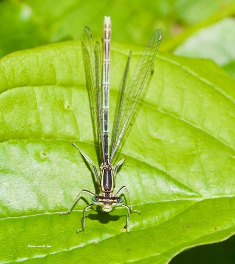 de kleinste bewoners in het Vueda bos in Tiel