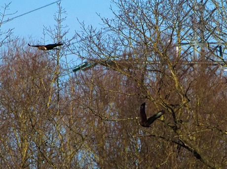 roofvogels  ?