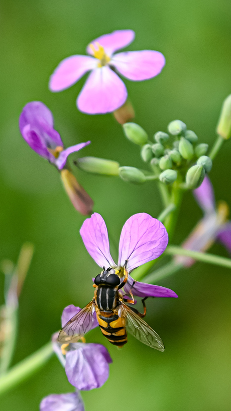 Zweef op bloem