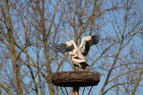Ooievaars weer terug in vlaardingen