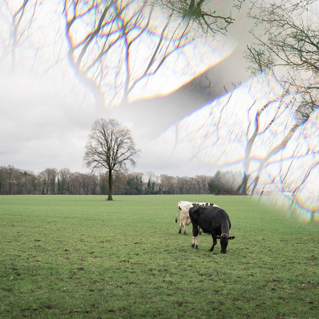 Landschap testpanel Lensbaby OMNI flare