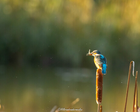 Ijsvogel met visje in z'n snavel.