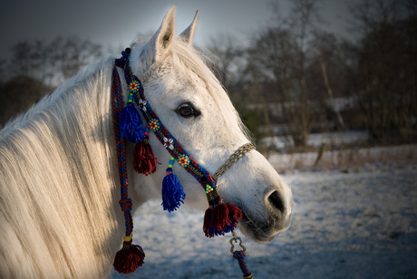 Noortje in de sneeuw