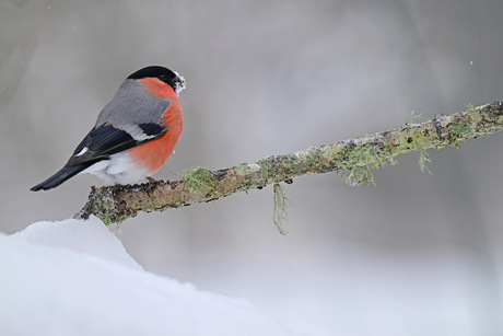 In de sneeuw