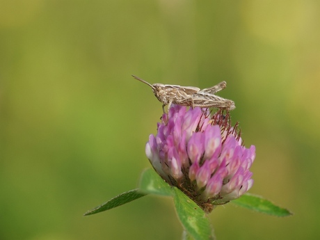 Sprinkhaantje