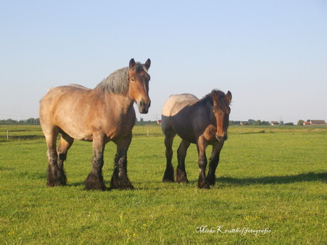 Belgische trekpaarden