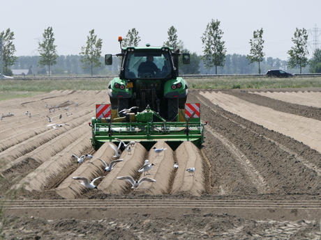 The making of a potato field