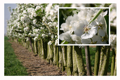 bloesem in de Betuwe...