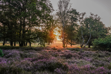 Bloeiende heide