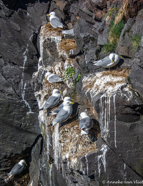 Drieteenmeeuw(en) (Rissa tridactyla)