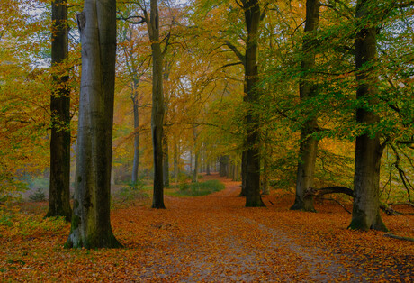 herfstkleuren in het bos