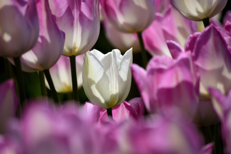 Een witte tulp tussen de roze tulpen