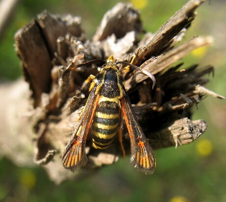 klaverwespvlinder [Bembecia ichneumoniformis (5)