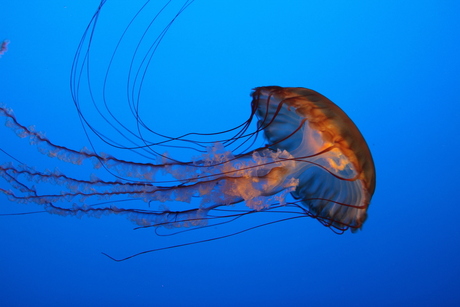 Jellyfish