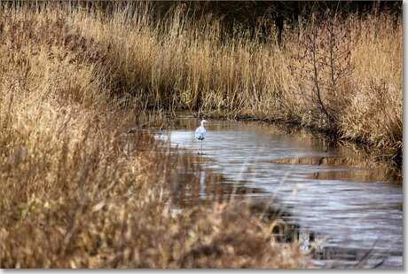 Reiger op jacht