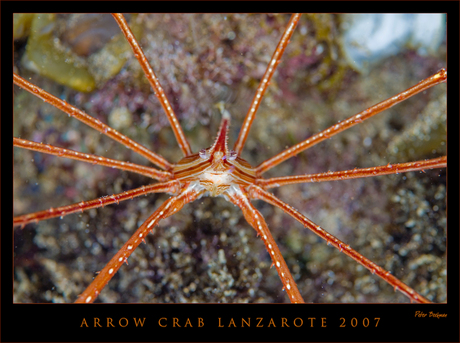 Arrow Crab