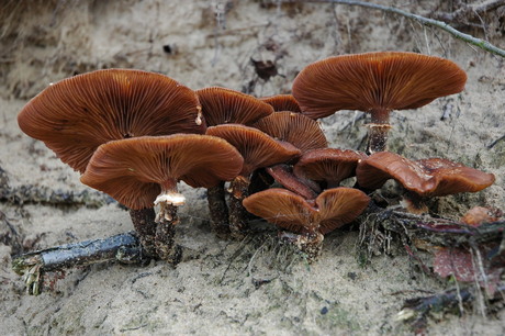 Paddenstoelen in de duinen