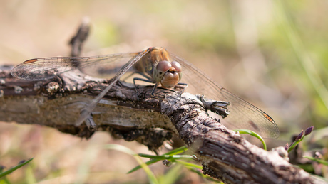 Libelle