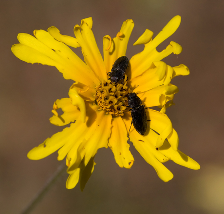 Twee insecten op gele bloem