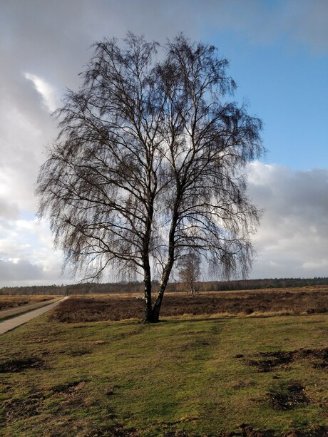 De eenzame boom op de Veluwe