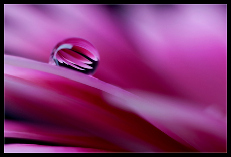 Gerbera