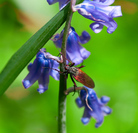 Wilde blauwe hyacinth