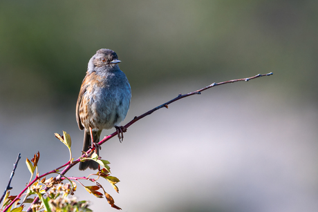 Heggenmus op de uitkijk.
