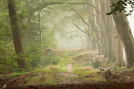 Mist in het bos