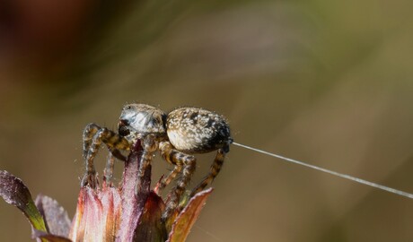 Spinnetje bezig met web