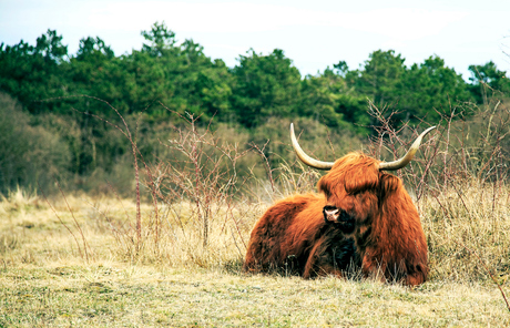 Schotse Hooglander