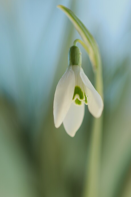 sneeuwklokje 4