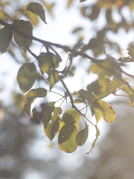 Leaves