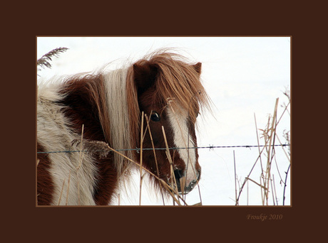 pony in de sneeuw