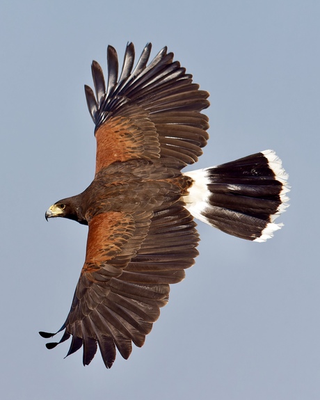 Woestijnbuizerd in vlucht