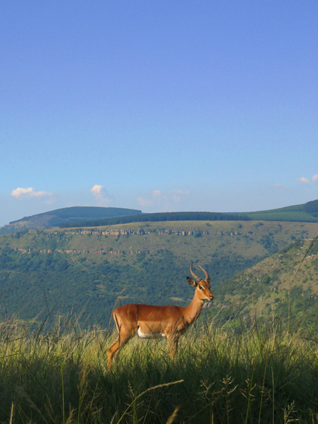 Impala