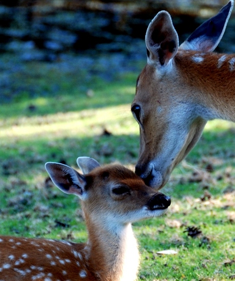 Ouder-liefde