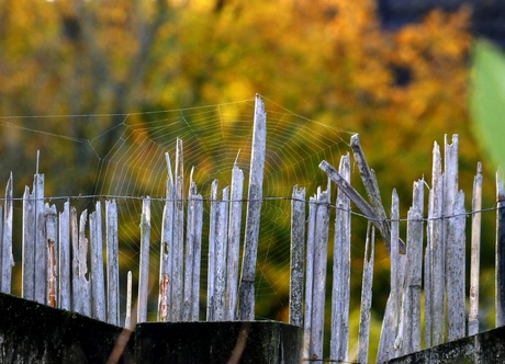 Spinnenweb op schutting