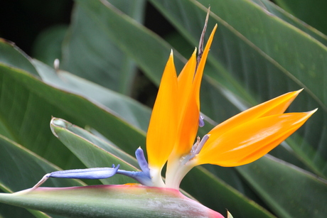 Paradijsvogel