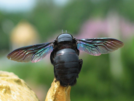 Groot onbekend insect Thailand