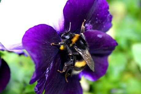 Hommel