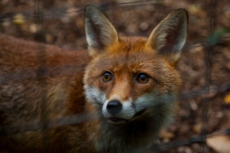 Fox and the Fence