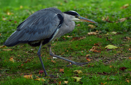 Lopende reiger